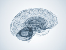 Human Brain Free Stock Photo - Public Domain Pictures
