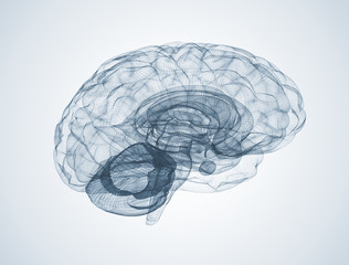 human brain 3d