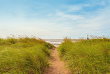 Sand Path Over Dunes With Beach Grass