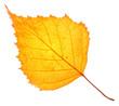 © Boris Riaposov - Yellow birch leaf isolated