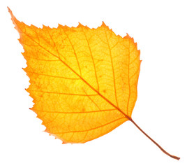 Sticker - Yellow birch leaf isolated