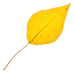 Sticker - Yellow poplar leaf isolated