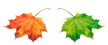 Orange And Green Autumn Maple-leafs