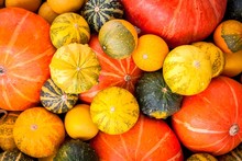 Ripe Organic Colored Pumpkins As A Background