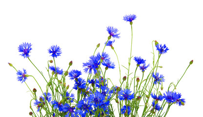 Wall Mural - blue cornflowers