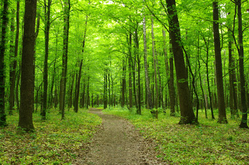  green forest