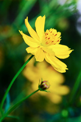 Poster - Beautiful yellow Cosmos flower