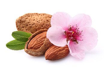 Poster - Almonds with flower