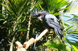 Goliath Aratoo in the bird park