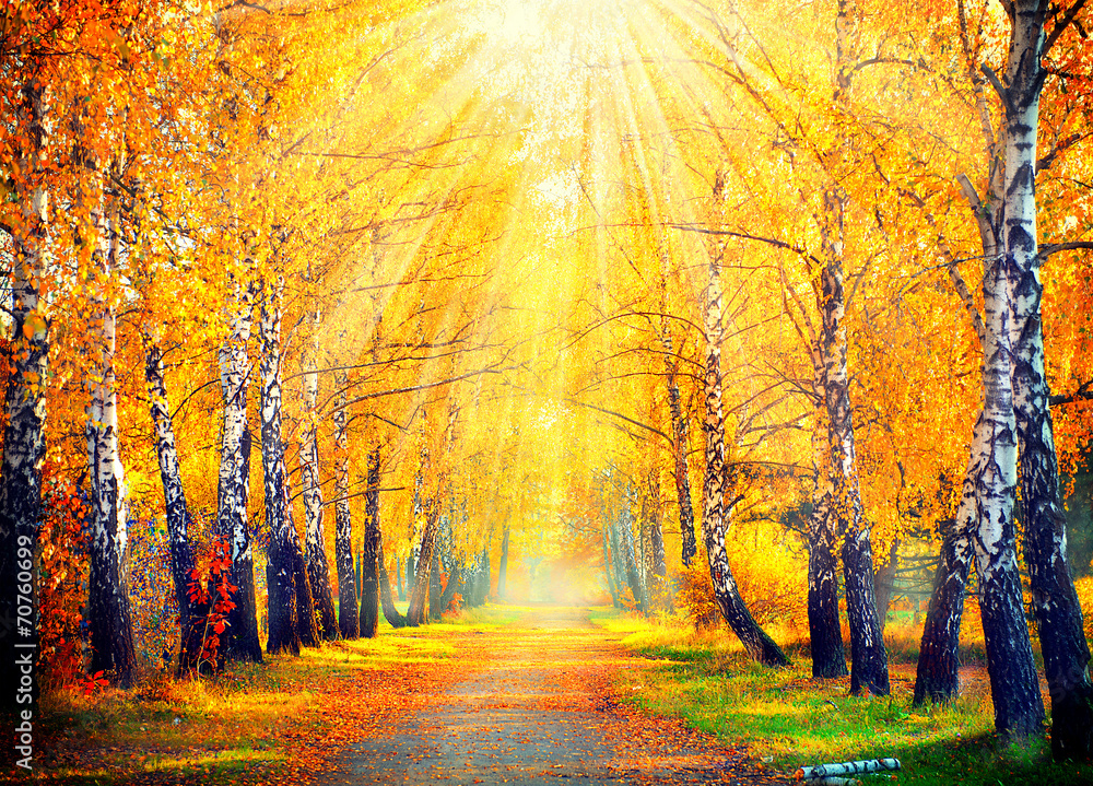 Autumnal Park. Autumn Trees and Leaves in sun rays - obrazy, fototapety, plakaty 