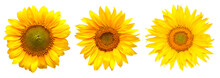 Sunflowers Collection