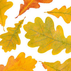 Wall Mural - Autumn oak leaves isolated on white