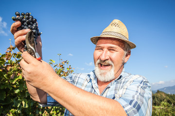 Mature winegrower harvesting black grapes