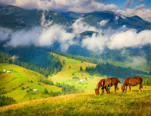 Wall Mural - amazing mountain landscape with fog and horses