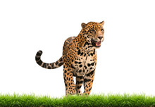 Jaguar ( Panthera Onca ) With Green Grass Isolated
