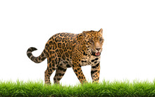 Jaguar ( Panthera Onca ) With Green Grass Isolated