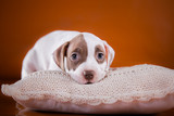 Fototapeta Koty - Pit bull puppy sweet