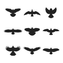 Flying Bird Silhouettes Set