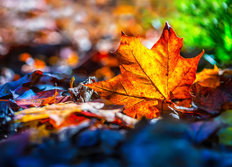 Wall Mural - Autumn leaves in autumn colours and lights