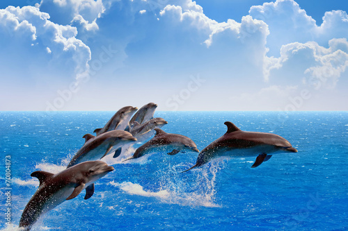 Plakat Skaczące delfiny