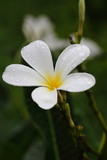 Fototapeta Tulipany - flower
