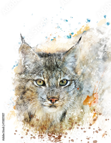 Fototapeta na wymiar Watercolor Image Of Lynx