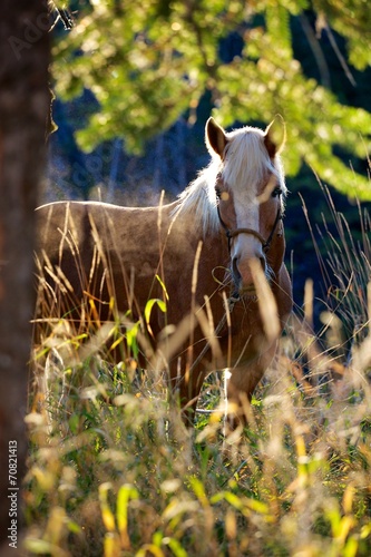 Obraz w ramie Haflinger through the trees