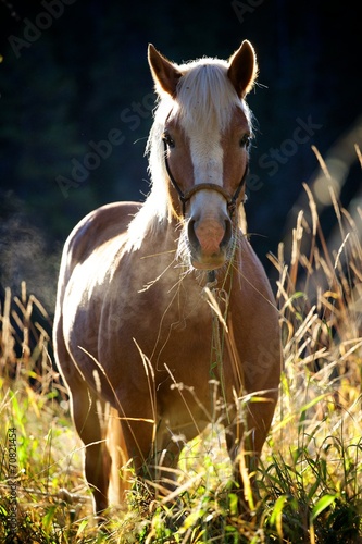 Naklejka na meble Morning Light