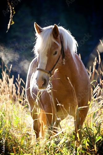 Obraz w ramie Haflinger in the Morning