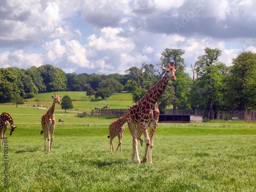Tapeta ścienna Żyrafa w wielkiej brytanii zoo