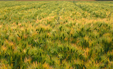 Field of wheat, Japan