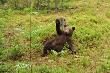 Wall Mural - Brown bear cub waving