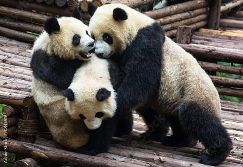 Obraz na płótnie canvas czteroczęściowy "tetraptyk" Panda