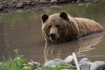 Wall Mural - grizzly bear