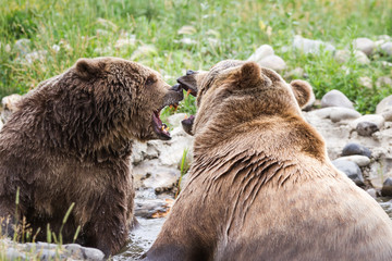 Wall Mural - grizzly bear
