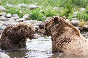 Wall Mural - grizzly bear