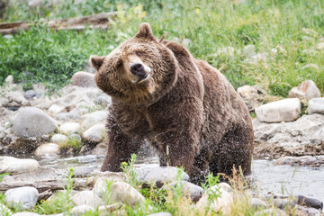 Wall Mural - grizzly bear