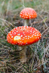 Close-up of toadstools in a forest