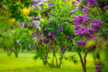 Lilac Bushes. Flowers Close Up