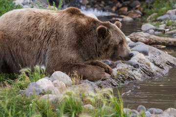 Wall Mural - grizzly bear