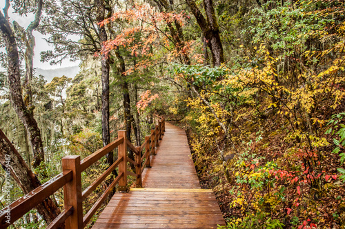 Naklejka na drzwi wooden walkway in winter