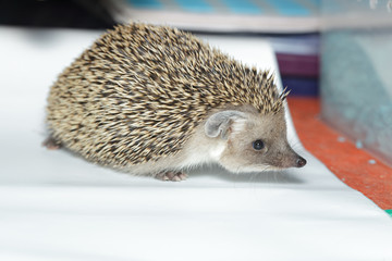 Poster - Hemiechinus auritus, Long-eared hedgehog