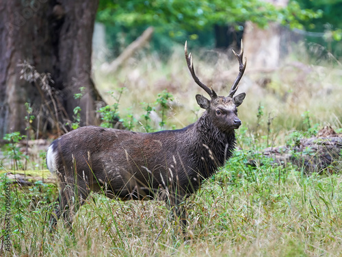 Naklejka samoprzylepna Sika jeleń (cervus nippon)