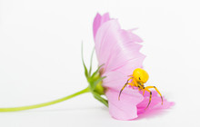 Yellow Flower Crab Spider On Cosmos