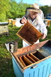 doświadczony pszczelarz pracujący w pasiece