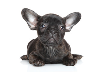 Wall Mural - French bulldog puppy