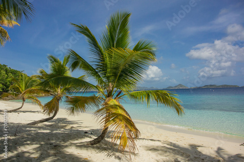 Board z aluminiowym obramowaniem Grupa trzech palm