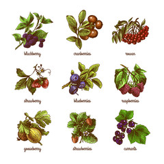 Wall Mural - Sketch berries colored set