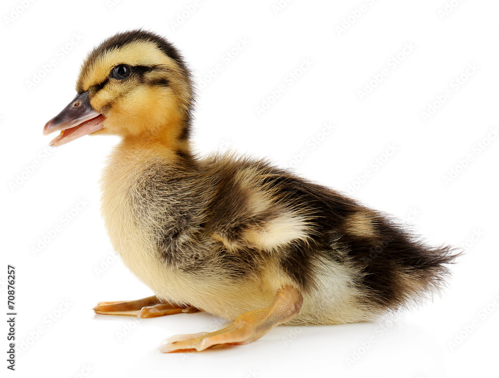 Little cute duckling isolated on white