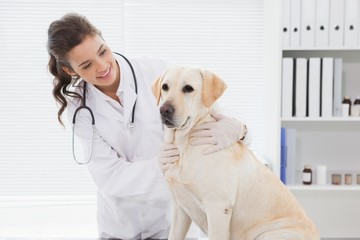 Cheerful veterinarian examining a cute dog